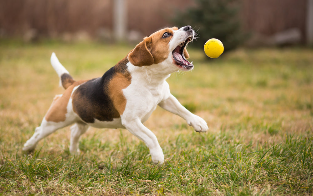 Pawsome Discoveries: 5 Unexpectedly Awesome Dog Products You Can Find on Amazon