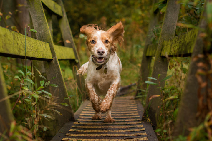 Finding Forever: Why Choosing a Shelter Dog is the Best Decision You'll Ever Make