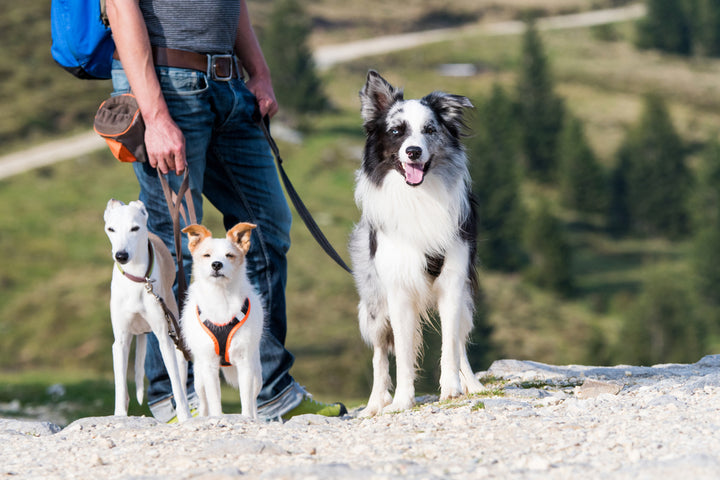 Tails and Trails: 10 Tips for the Ultimate Dog-Friendly Hiking Experience